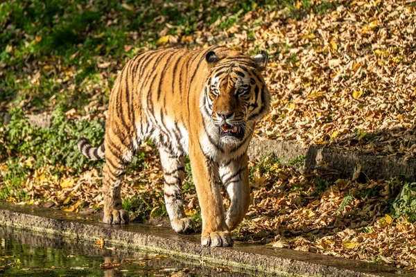 Der Sibirische Tiger Panthera Tigris Altaica Ist Die Größte Katze — Stockfoto