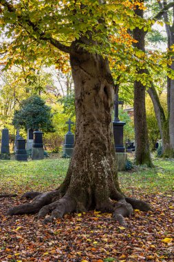 Münih, Almanya - 01 Kasım 2020: Tarihi mezar taşlarıyla ünlü Münih Eski Kuzey Mezarlığı manzarası. Cenazeler 1944 'ten beri burada yapılmadı. Bunun yerine mezarlık bir park olarak kullanılıyor..