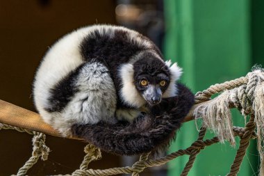 Siyah beyaz lemur, Varecia variegata Jerez de la Frontera, Endülüs İspanya