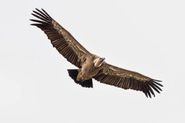 Griffon akbabası, Gyps Fulvus Monfrague Ulusal Parkı 'nda Salto del Gitano' da uçuyor. Caceres, Extremadura, İspanya.