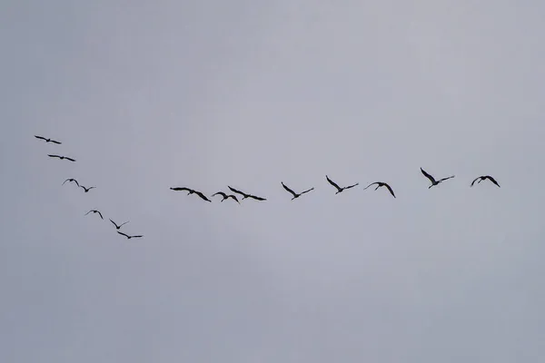 Common Crane Grus Grus Flying Salto Del Gitano Monfrague National — Stock Photo, Image
