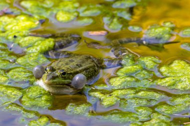 Kurbağa (