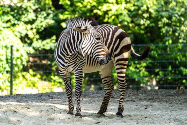 Hartmann dağ zebrası Equus zebra hartmannae, Angola 'nın güneybatısında ve Namibya' nın batısında bulunan bir dağ zebrası alt türüdür..