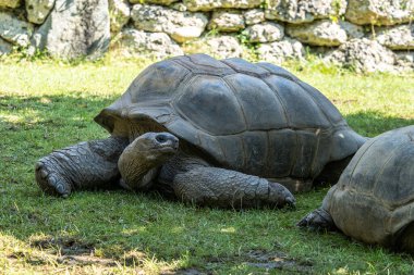 Aldabra dev kaplumbağa, Curieuse Deniz Ulusal Parkı, Curieuse Adası, Seyşeller