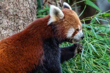 Kırmızı panda, Ailurus fulgens, daha küçük panda ve kırmızı kedi ayı olarak da bilinir..