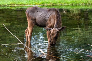 Avrupa geyiği, Alces alces, geyik olarak da bilinir. Vahşi yaşam hayvanı.