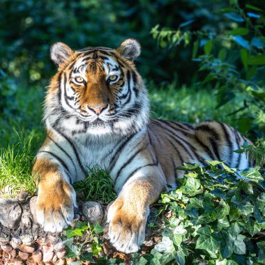 Sibirya kaplanı, Panthera tigris altaica dünyanın en büyük kedisidir.