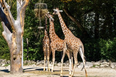 Zürafa, Giraffa camelopardalis, Afrika 'da yaşayan tek ayak parmaklı tek parmaklı, yaşayan en uzun canlı hayvan türüdür..