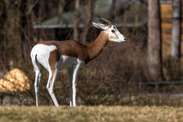 Dama Gazelle Gazella Dama Mhorr Mhorr Gazelle Species Gazelle Lives — Stock Photo, Image