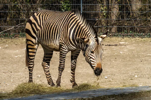 Zebra Montanhosa Hartmann Equus Zebra Hartmannae Uma Subespécie Zebra Montanhosa — Fotografia de Stock