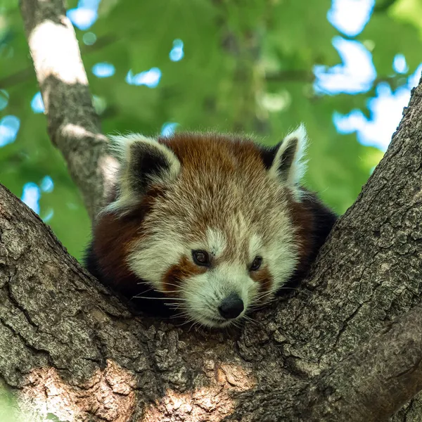 Panda Rojo Ailurus Fulgens También Llamado Panda Menor Oso Gato — Foto de Stock