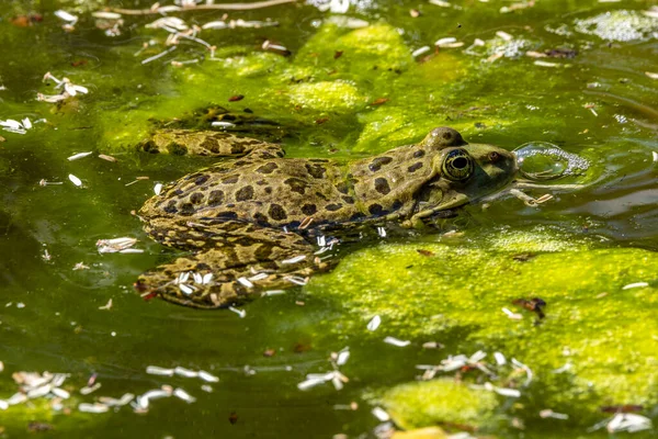 Žabák Obecný Rana Temporaria Jeden Plaz Chrlící Vodě Také Známý — Stock fotografie