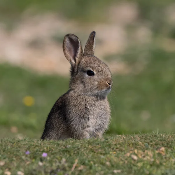 欧洲兔子 普通兔子 坐在慕尼黑Panzerwiese的草地上 — 图库照片