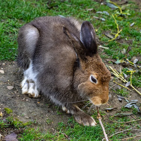 山兔Lepus Timidus也被称为棕色头发的白兔 — 图库照片