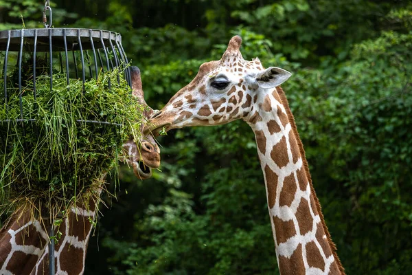 Καμηλοπάρδαλη Giraffa Camelopardalis Είναι Ένα Αφρικανικό Οπληφόρο Θηλαστικό Ψηλότερο Από — Φωτογραφία Αρχείου