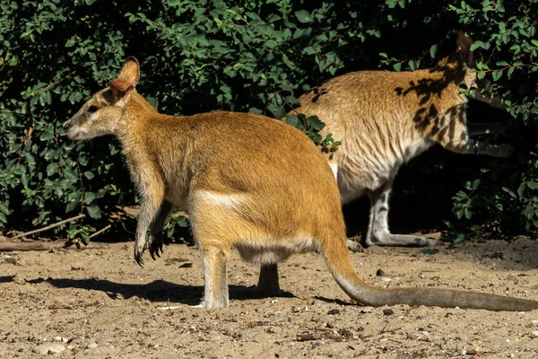 Agile Wallaby Macropus Agilis Znany Również Jako Piaszczysta Ściana Jest — Zdjęcie stockowe