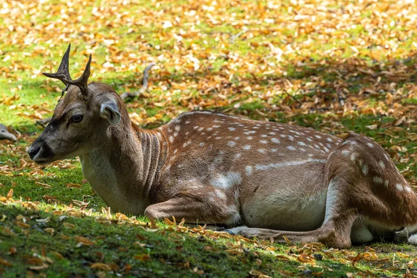 Der Damhirsch Dama Mesopotamica Ist Ein Wiederkäuendes Säugetier Aus Der — Stockfoto