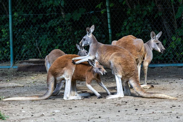 The red kangaroo, Macropus rufus is the largest of all kangaroos, the largest terrestrial mammal native to Australia, and the largest extant marsupial.