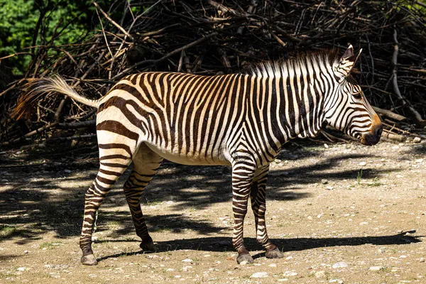 Zebra Montanhosa Hartmann Equus Zebra Hartmannae Uma Subespécie Zebra Montanhosa — Fotografia de Stock