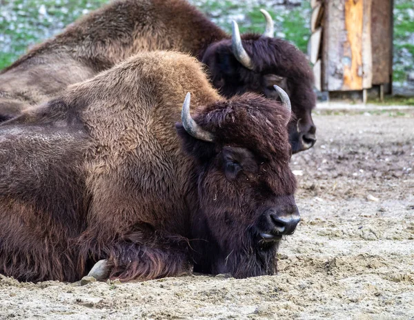 Bisonte Americano Simplemente Bisonte También Conocido Comúnmente Como Búfalo Americano — Foto de Stock