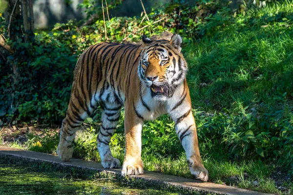 Tigre Siberiano Panthera Tigris Altaica Maior Gato Mundo — Fotografia de Stock