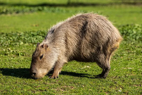 Der Wasserschwein Hydrochoerus Hydrochaeris Ist Ein Säugetier Das Südamerika Beheimatet — Stockfoto