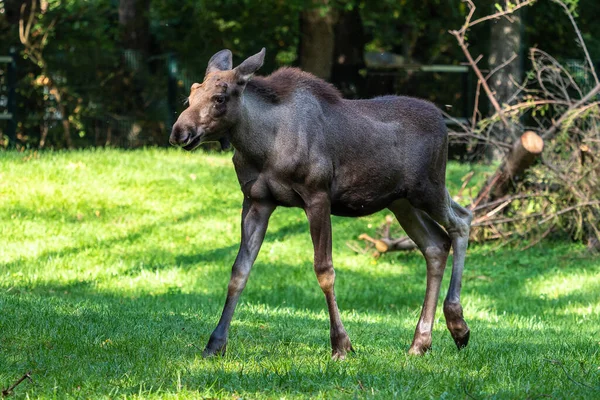 Orignal Europe Alces Alces Également Connu Sous Nom Wapiti Animaux — Photo