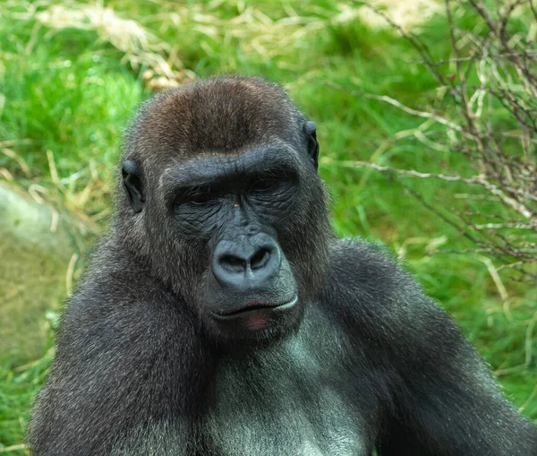 Los Gorilas Son Simios Predominantemente Herbívoros Que Habitan Los Bosques — Foto de Stock