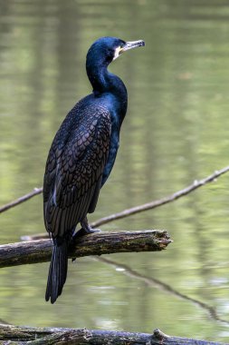 Kuzey yarımküre boyunca büyük siyah karabatak olarak bilinen büyük karabatak, Avustralya 'daki siyah karabatak ve Yeni Zelanda' nın daha güneyindeki siyah karabatak