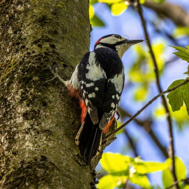Büyük Benekli Ağaçkakan, Dendrocopos Major ormanın bir yerindeki ağacın dalında, renkli bir arka plan ve hoş yumuşak bir ışık altında oturuyor.