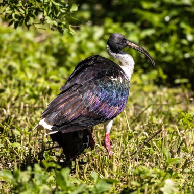 Saman boyunlu Ibis, Threskiornis spinicollis, Threskiornithidae familyasından bir kuş türü..
