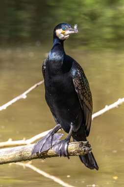 Kuzey yarımküre boyunca büyük siyah karabatak olarak bilinen büyük karabatak, Avustralya 'daki siyah karabatak ve Yeni Zelanda' nın daha güneyindeki siyah karabatak