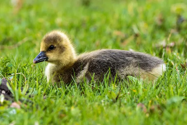 Zbliżenie Pięknej Żółtej Puszystej Gęsi Puszystej Dziecko Gosling Wiosną Anser — Zdjęcie stockowe