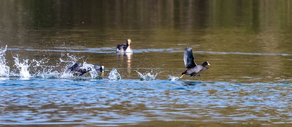 Blässhühner Fulica Atra Jagen Einander Indem Sie Über Das Wasser — Stockfoto