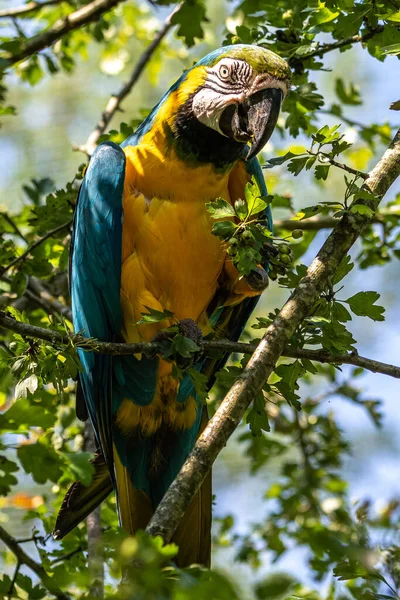 Ара Арарауна Також Відома Синьо Золотий Ара Великий Південноамериканський Папуга — стокове фото
