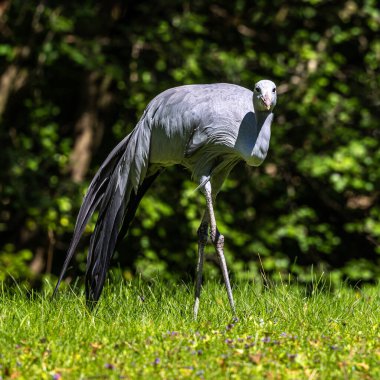 Grus paradisea, Güney Afrika 'ya özgü nesli tükenmekte olan bir kuş türü. Güney Afrika 'nın ulusal kuşudur.
