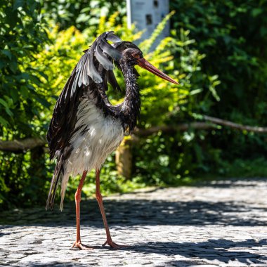 Kara leylek, Ciconia nigra leylek familyasından büyük bir kuş türü..
