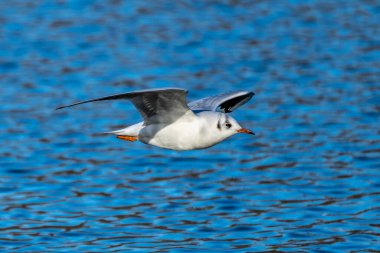 Larus Argentatus, Avrupa 'nın batısındaki tüm martılar arasında en çok bilinen martılardan biri olan büyük bir martıdır. Burada havada uçuyor..