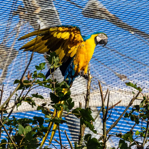 Blue Yellow Macaw Ara Ararauna Also Known Blue Gold Macaw — Stock Photo, Image