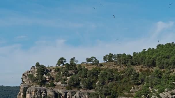 Sępy Griffon Gyps Fulvus Latający Wokół Serrania Cuenca Hiszpanii Raya — Wideo stockowe
