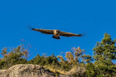 Griffon akbabaları, Una, İspanya 'daki Serrania de Cuenca' da uçan Gyps fulvus. La Raya ve El Escaleron Una 'da