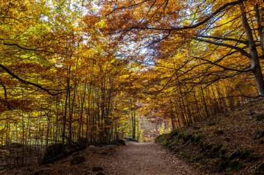Ordesa 'da renkli kayın ağaçları ve İspanya' da Monte Perdido Ulusal Parkı, Pireneler, Aragon.