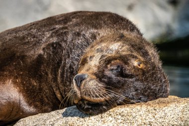 Güney Amerika deniz aslanı, Otaria flavescens, eski adıyla Otaria byronia, Güney Denizi Aslanı ve Patagonya deniz aslanı olarak da bilinir.