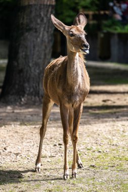 Büyük kudu, yayılım gösterir: strepsiceros Doğu ve Güney Afrika boyunca bulunan ormanlık bir antilop olduğunu..