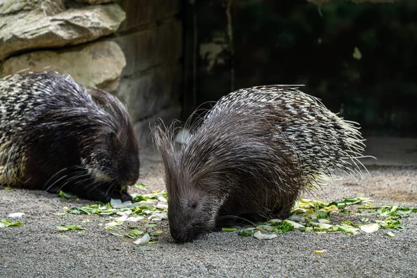 Hystrix Indica Een Zoogdier Uit Familie Van Stekelvarkens Hystricidae — Stockfoto