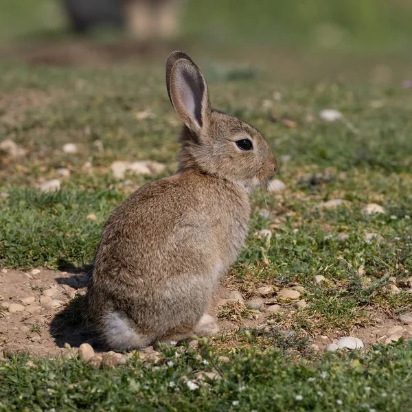 Coniglio Europeo Coniglio Comune Coniglio Oryctolagus Cuniculus Seduto Prato Monaco — Foto Stock