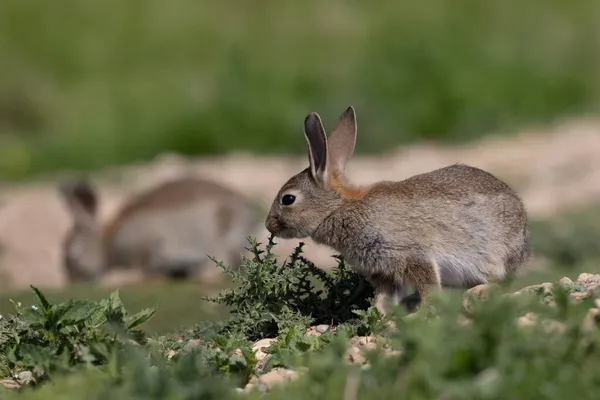 ヨーロッパのウサギ 一般的なウサギ バニー オリクトラガス クヌークはミュンヘンの牧草地に座っていますPanzerwiese — ストック写真