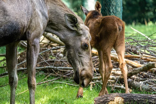 Orignal Europe Alces Alces Également Connu Sous Nom Wapiti Animaux — Photo