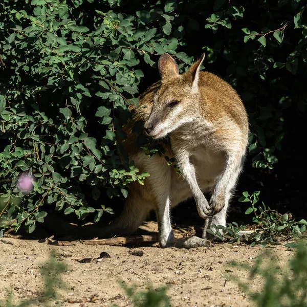 Çevik Valabis Macropus Agilis Avustralya Nın Kuzeyinde Yeni Gine Bulunan — Stok fotoğraf