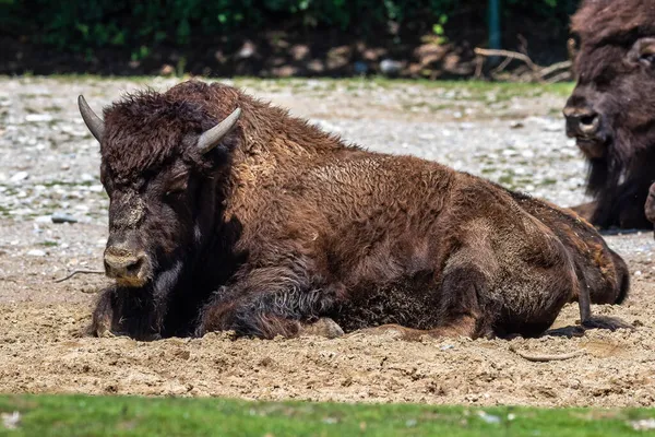 Bisonte Americano Simplemente Bisonte También Conocido Comúnmente Como Búfalo Americano — Foto de Stock